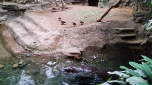 Zoo (16)