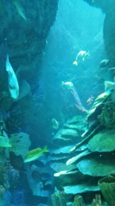 Aquarium (8)