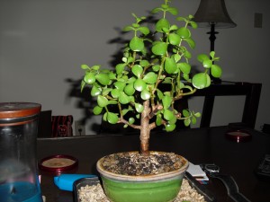 Bonsai Buddy Jr