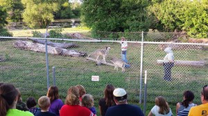 Wolf Park 3