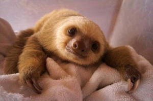 Baby Sloth