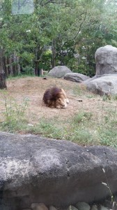 Zoo (10)