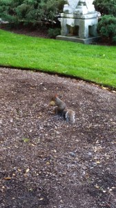 Apple Squirrel